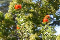 67 Nadelkissenproteen