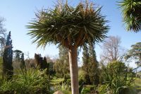 69 Drachenbaum im Palheiro Garden