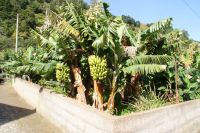 76 Levadawanderung am Neujahrstag