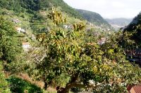 80 Avocadobaum Levadawanderung