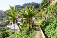 88 Levadawanderung und viele Bananen