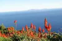 125 Weihnachtskerzen mit Blick auf die drei Desertas