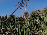 ...die ausdauernden blattsukkulenten Agaven.jpg