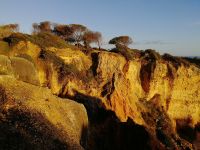 die Pinie als pyramidaler Charakterbaum der Algarve fühlt sich auf....jpg