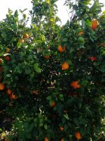 Besuch beim Produzenten einer Orangenplantage nahe Silves.jpg