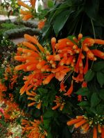 Blumenpracht im Castelo de Tavira.jpg