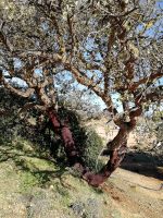 Portugal ist weltweit Kork-Exporteur Nummer 1_Korkeiche.jpg