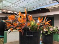 Blumenstrauß für zu Hause….