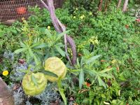 Paradies auch für Schmetterlinge