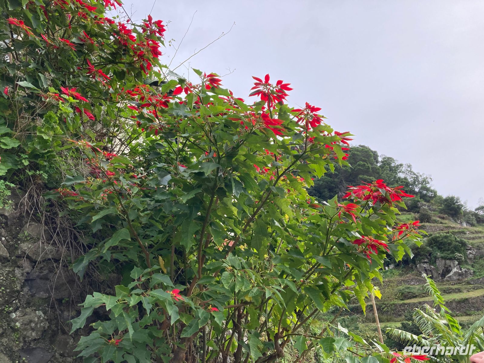 Weihnachtsterne etwas größer….