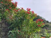 Weihnachtsterne etwas größer….