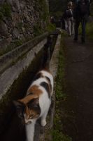 Tierische Begegnungen an der Levada