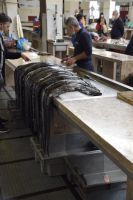 schwarzer Degenfisch