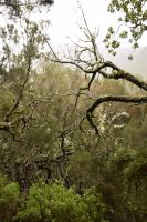 Lorbeerbäume Rabacal