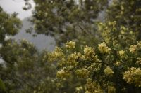 Akazienblüte Madeira