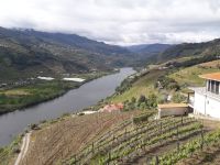 Dourotal - Weinberge