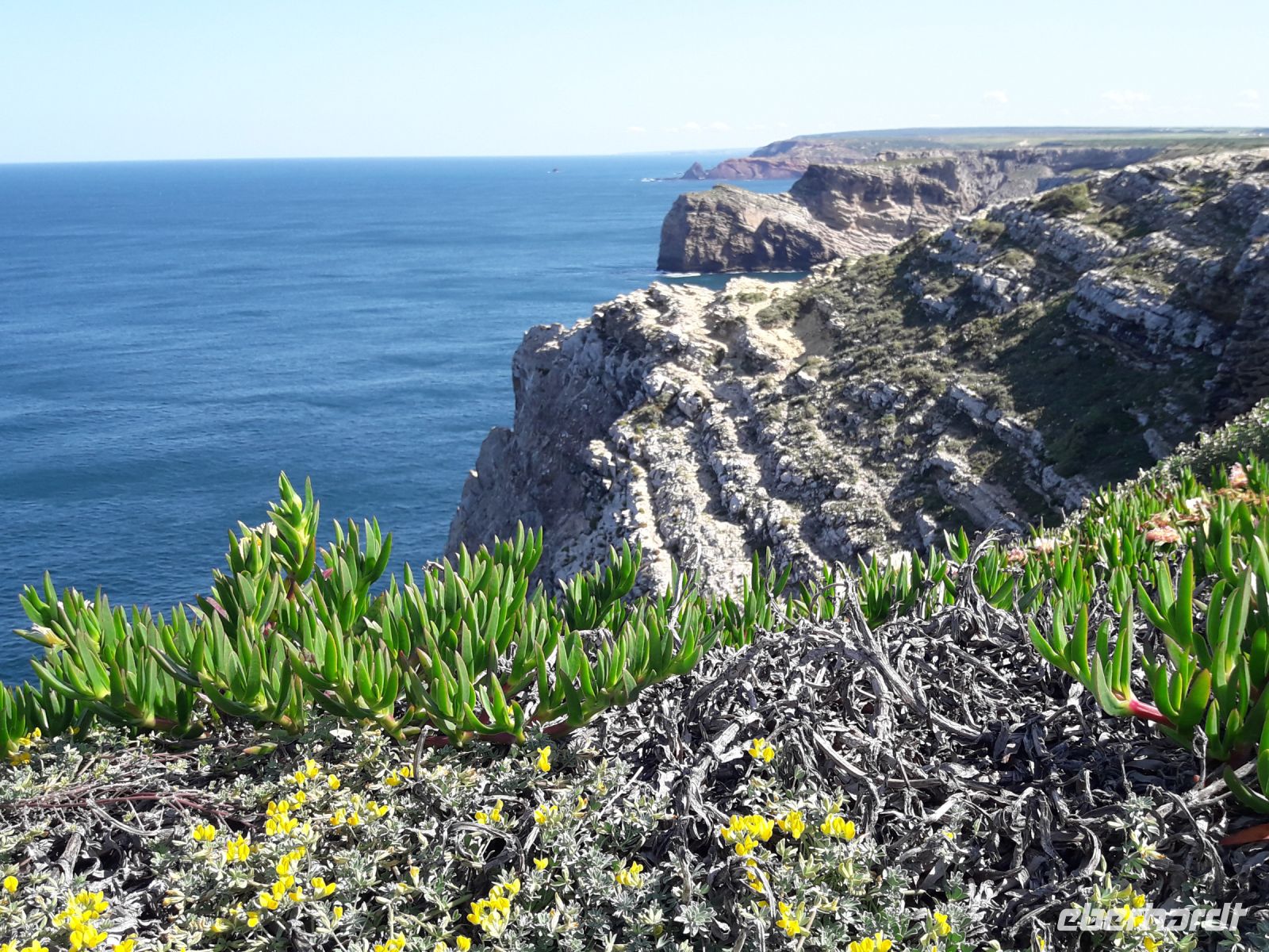Cabo Sao Vicente - Sukkulenten