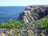 Cabo Sao Vicente - Sukkulenten