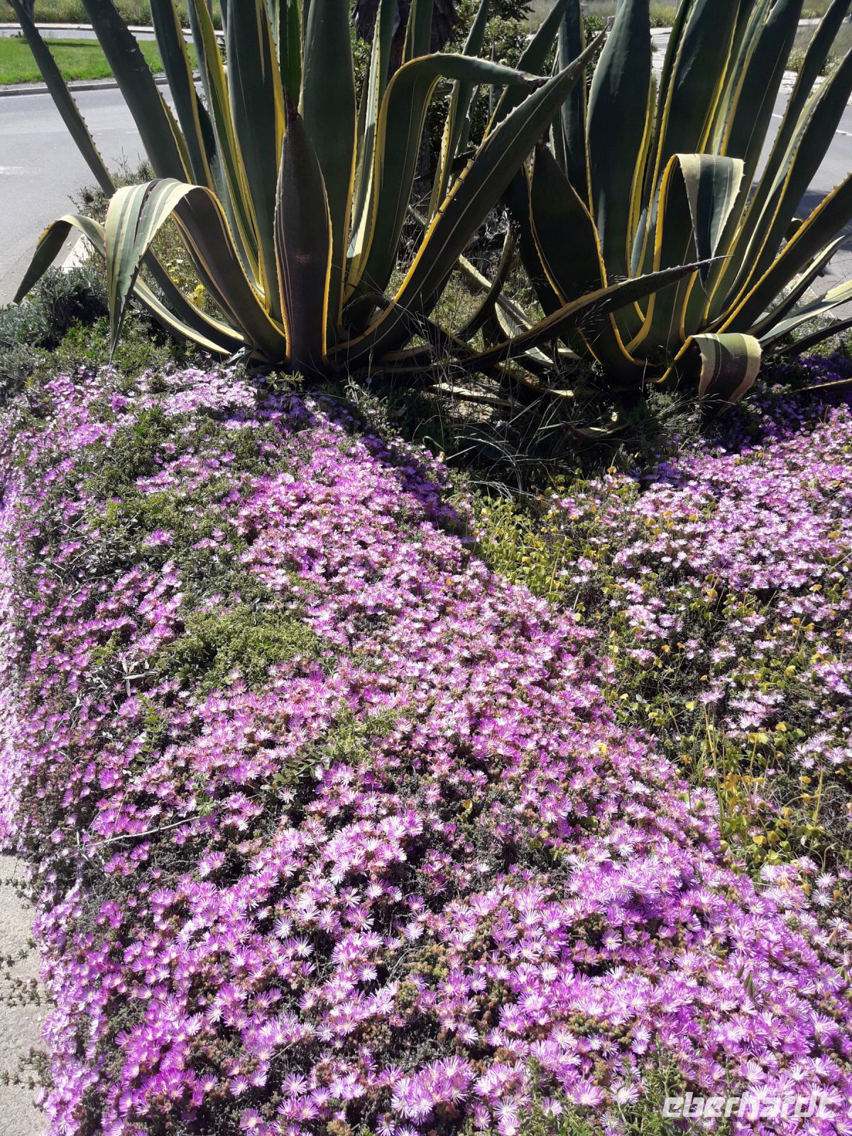 Sagres - Am Straßenrand