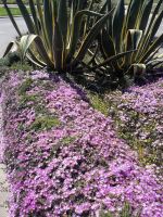 Sagres - Am Straßenrand