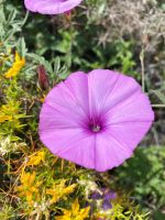 Tag 2 - Blumenvielfalt auf unserem Weg.jpg