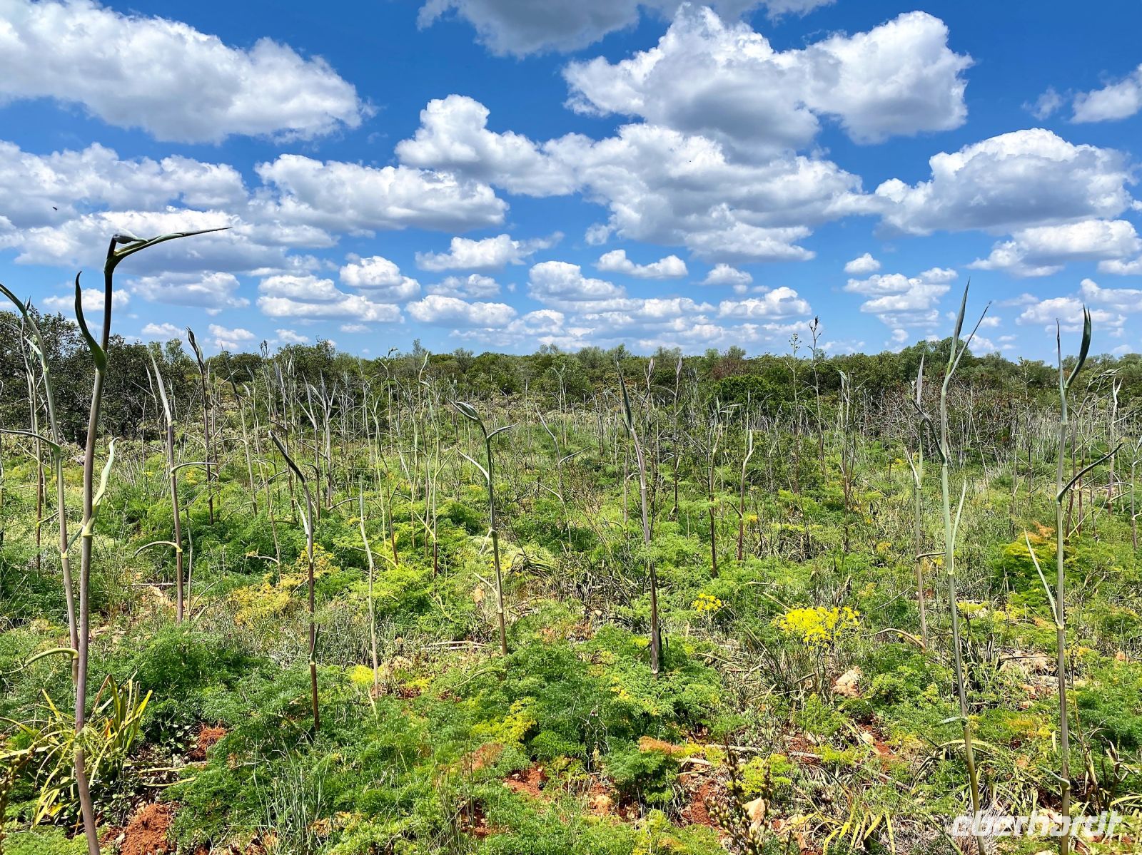 Tag 2 - Wilder Fenchel.jpg