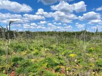 Tag 2 - Wilder Fenchel.jpg