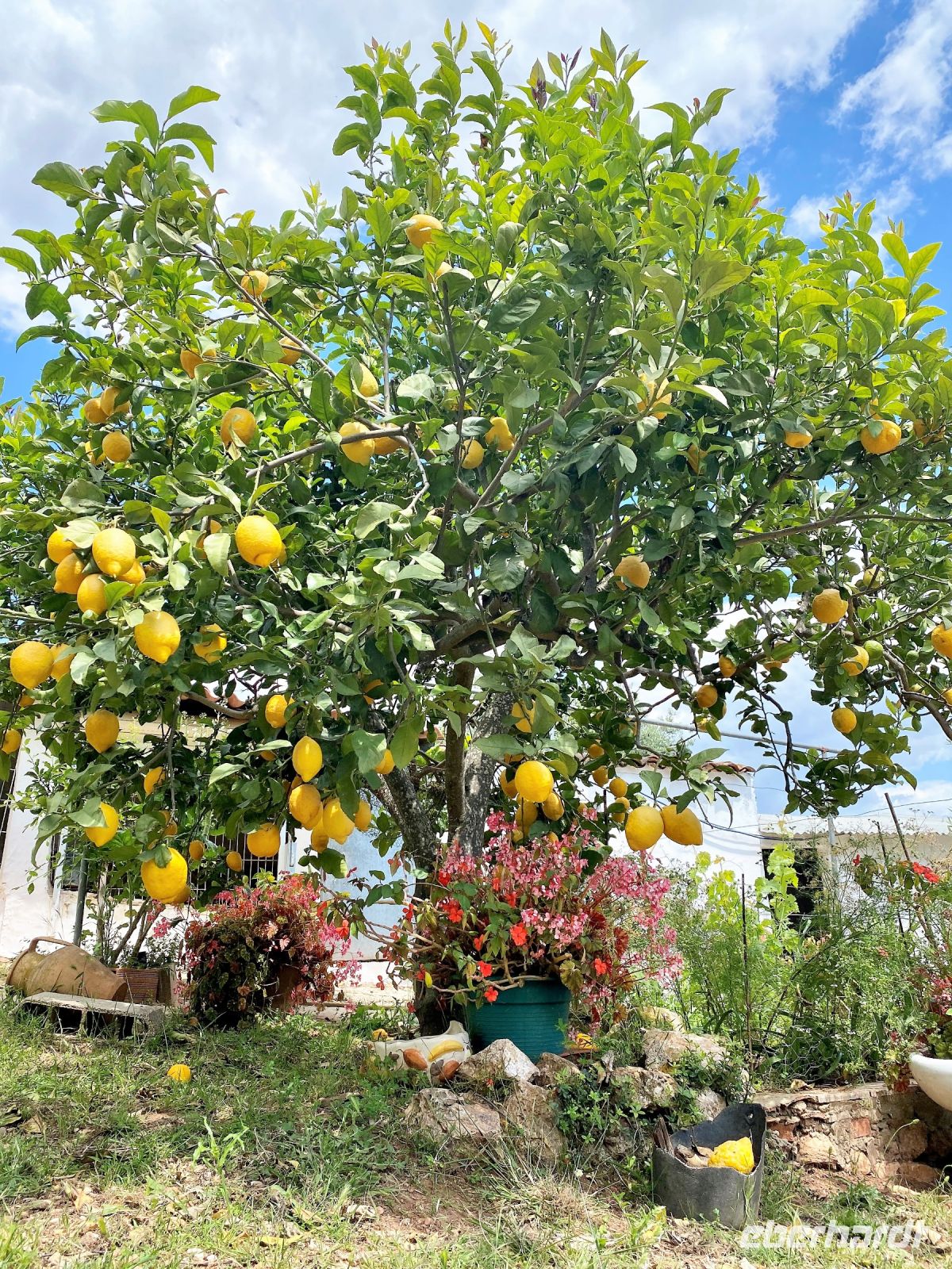 Tag 2 - Zitronenbaum.jpg