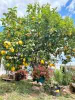 Tag 2 - Zitronenbaum.jpg