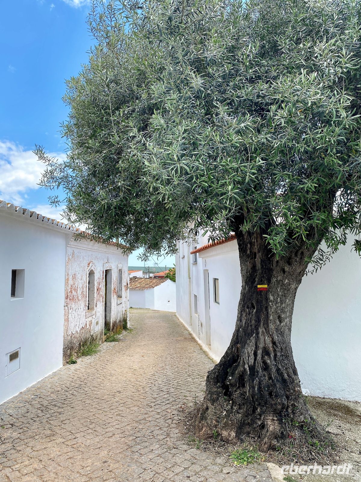 Tag 2 - Einsamer Olivenbaum.jpg