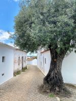 Tag 2 - Einsamer Olivenbaum.jpg