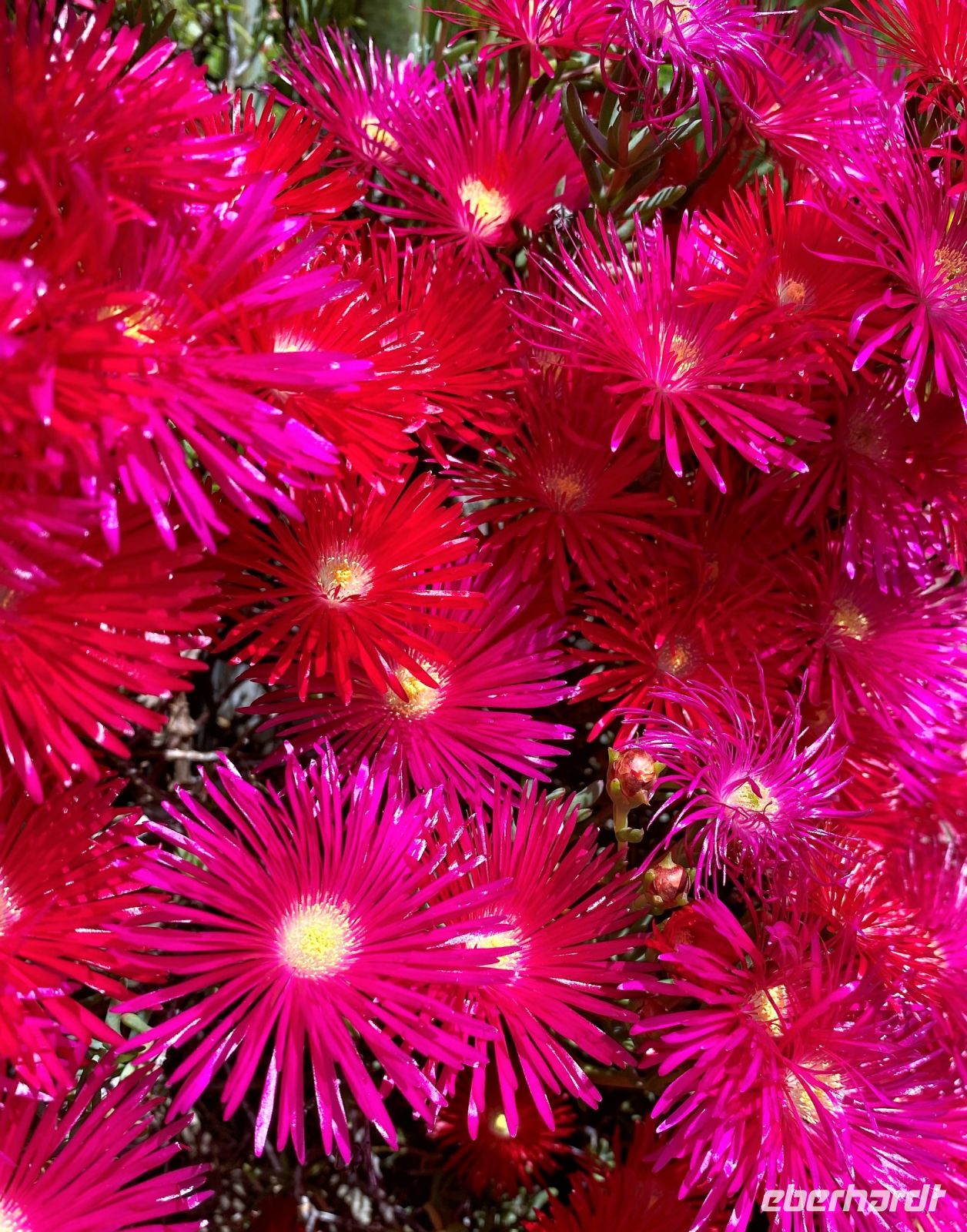 Tag 2 - Blütenpracht.jpg