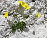 Tag 2 - Mauerblümchen.jpg