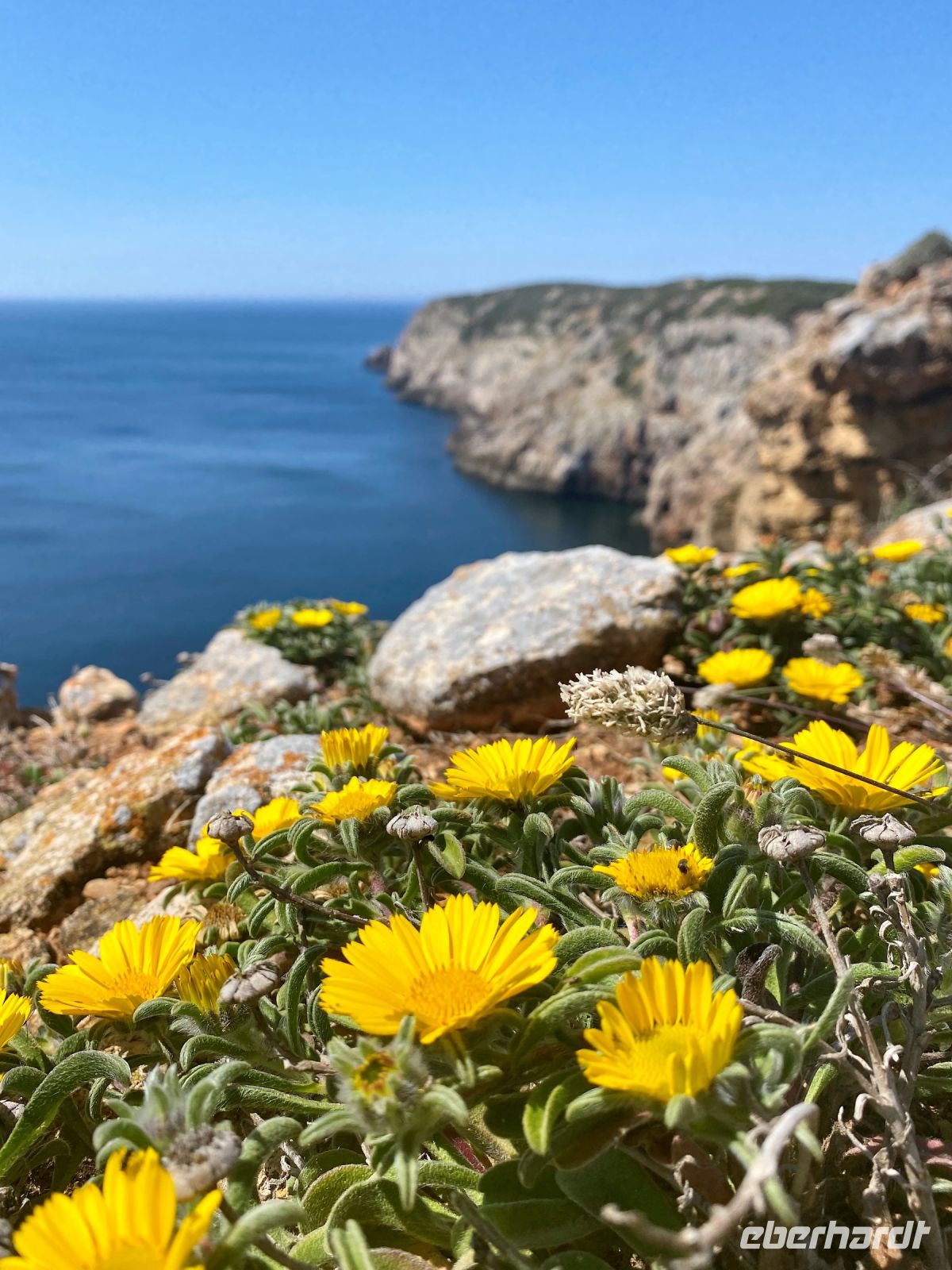 Tag 3 - Auch hier ein Blütenmeer.jpg