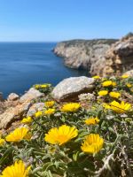 Tag 3 - Auch hier ein Blütenmeer.jpg