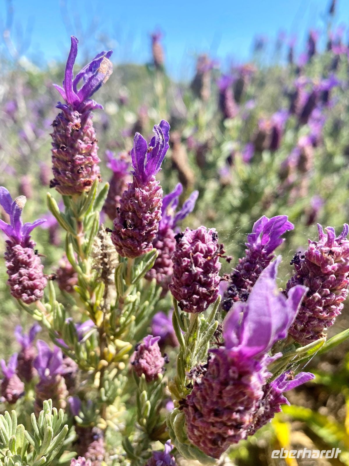 Tag 3 - Lavendel.jpg