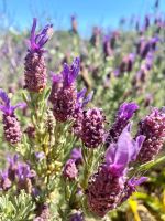 Tag 3 - Lavendel.jpg