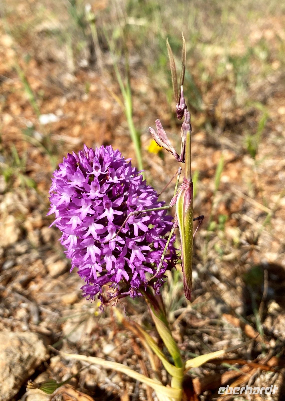 Tag 4 - Gottesanbeterin.jpg