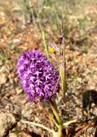 Tag 4 - Gottesanbeterin.jpg