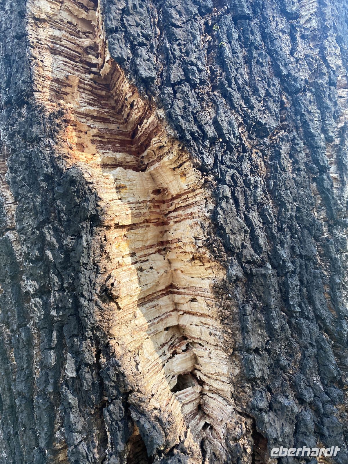 Tag 7 - Korkeiche.jpg