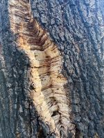 Tag 7 - Korkeiche.jpg