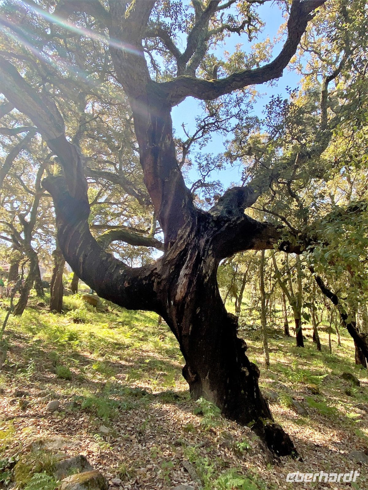 Tag 7 - Korkeiche.jpg