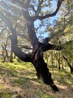 Tag 7 - Korkeiche.jpg