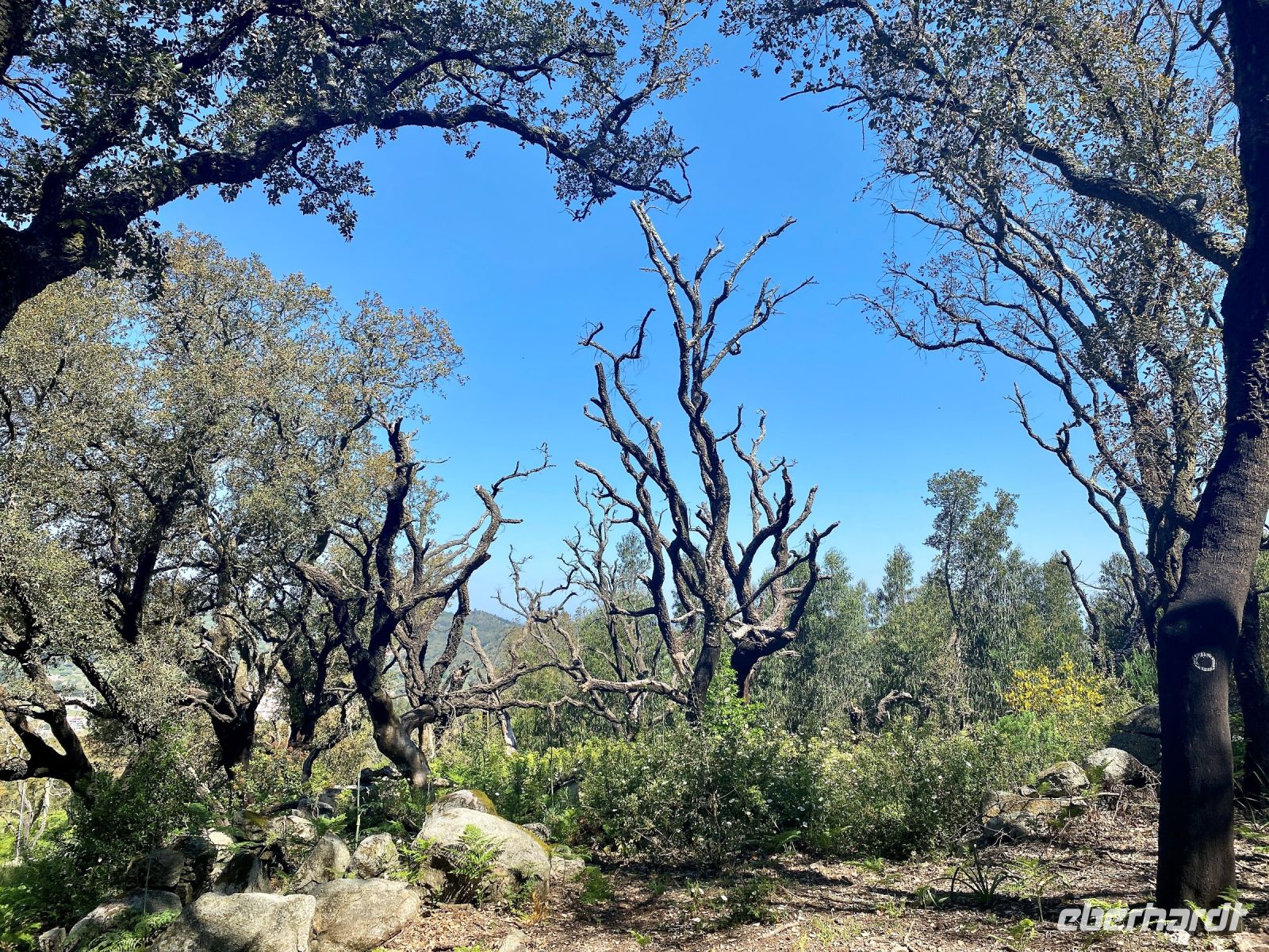 Tag 7 - Wanderung im Monchique-Gebirge.jpg