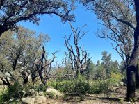 Tag 7 - Wanderung im Monchique-Gebirge.jpg