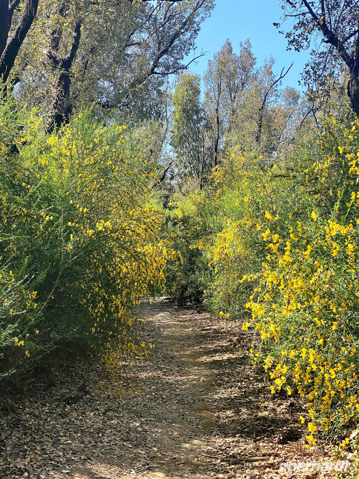 Tag 7 - Ginsterallee.jpg