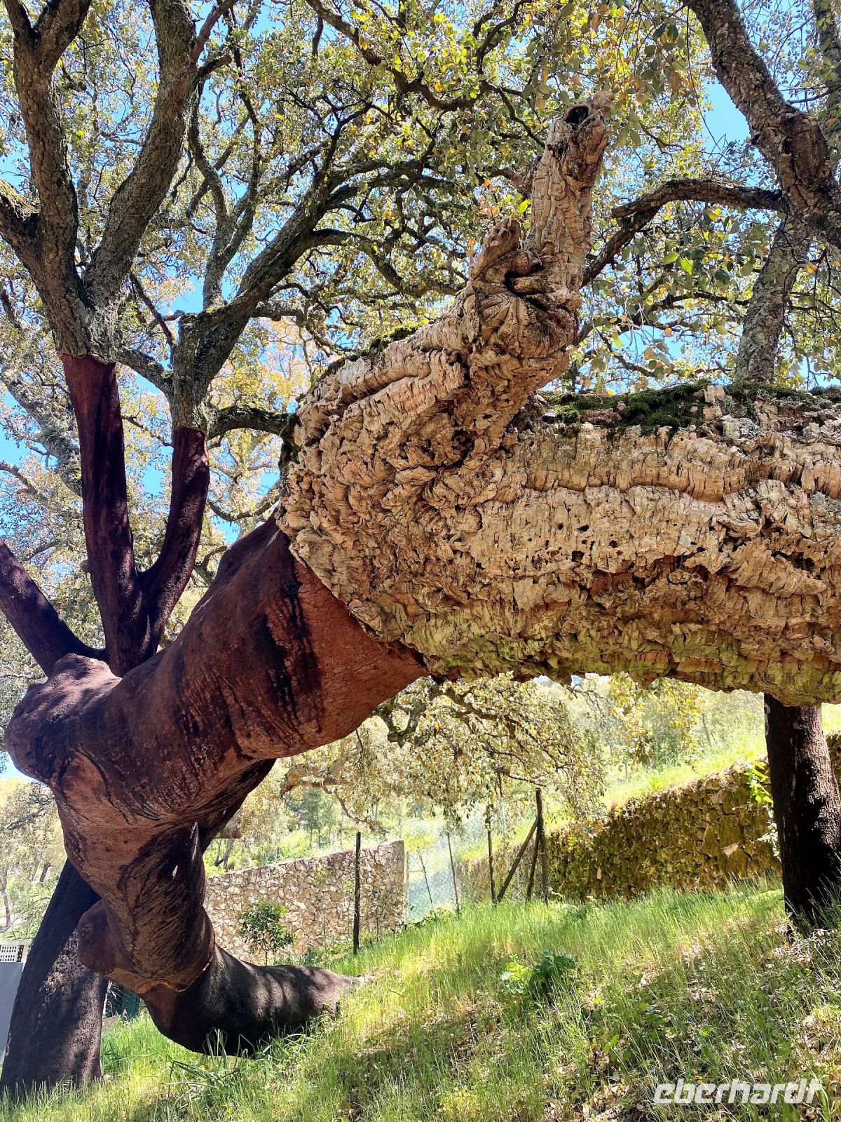 Tag 7 - Korkeiche.jpg