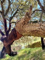 Tag 7 - Korkeiche.jpg