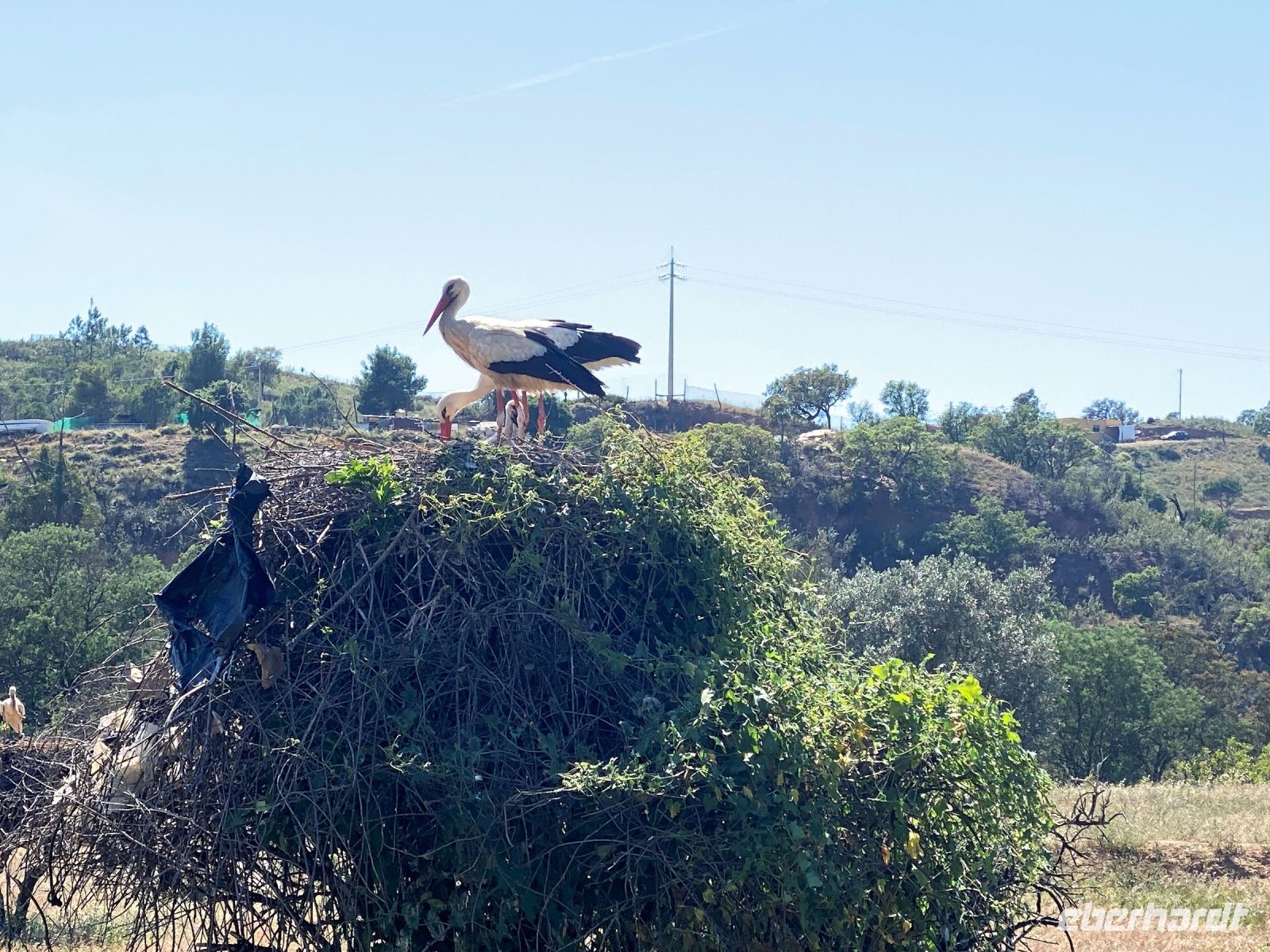 Tag 7 - Störche.jpg