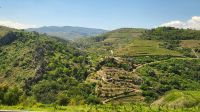 Flusskreuzfahrt Douro - Weinberge im Douro-Tal